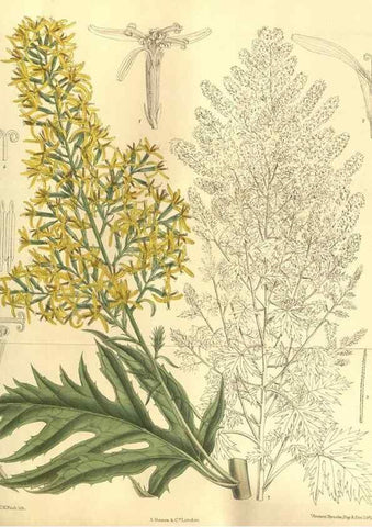 Reproducción/Reproduction 35584763480: Curtis's botanical magazine.. London ; New York [etc.] :Academic Press [etc.]