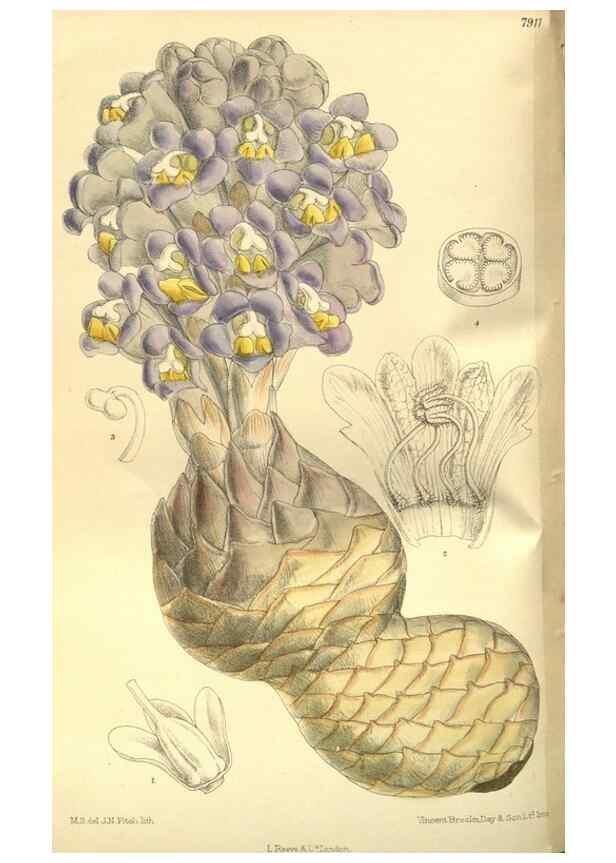 Reproducción/Reproduction 35584762800: Curtis's botanical magazine.. London ; New York [etc.] :Academic Press [etc.]