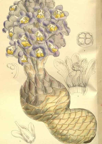 Reproducción/Reproduction 35584762800: Curtis's botanical magazine.. London ; New York [etc.] :Academic Press [etc.]