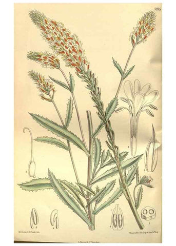 Reproducción/Reproduction 35584730910: Curtis's botanical magazine.. London ; New York [etc.] :Academic Press [etc.]