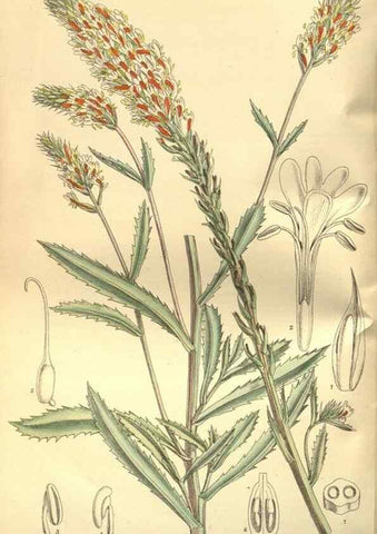 Reproducción/Reproduction 35584730910: Curtis's botanical magazine.. London ; New York [etc.] :Academic Press [etc.]
