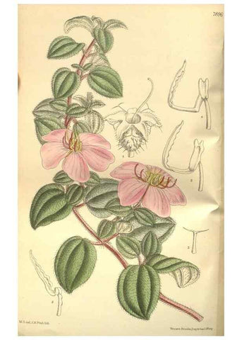 Reproducción/Reproduction 35584733190: Curtis's botanical magazine.. London ; New York [etc.] :Academic Press [etc.]