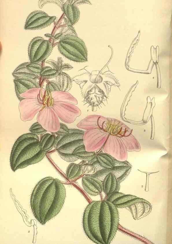 Reproducción/Reproduction 35584733190: Curtis's botanical magazine.. London ; New York [etc.] :Academic Press [etc.]