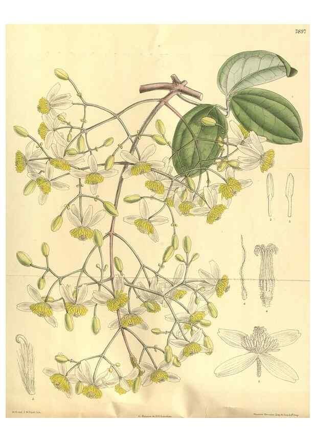 Reproducción/Reproduction 35584734820: Curtis's botanical magazine.. London ; New York [etc.] :Academic Press [etc.]