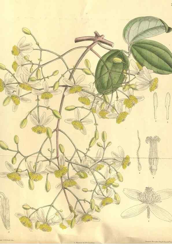 Reproducción/Reproduction 35584734820: Curtis's botanical magazine.. London ; New York [etc.] :Academic Press [etc.]