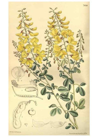 Reproducción/Reproduction 35584737220: Curtis's botanical magazine.. London ; New York [etc.] :Academic Press [etc.]
