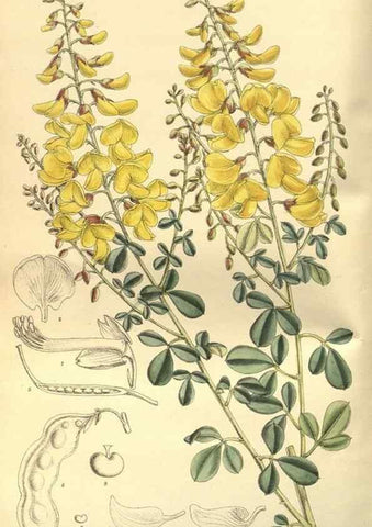 Reproducción/Reproduction 35584737220: Curtis's botanical magazine.. London ; New York [etc.] :Academic Press [etc.]