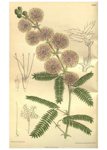 Reproducción/Reproduction 35133847154: Curtis's botanical magazine.. London ; New York [etc.] :Academic Press [etc.]