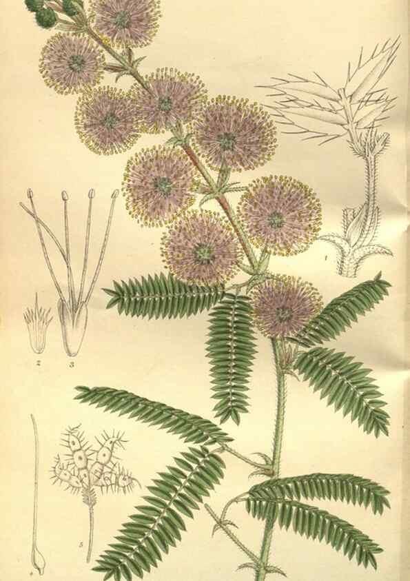 Reproducción/Reproduction 35133847154: Curtis's botanical magazine.. London ; New York [etc.] :Academic Press [etc.]