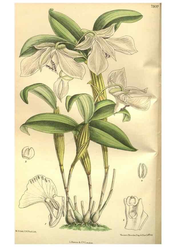 Reproducción/Reproduction 35133849964: Curtis's botanical magazine.. London ; New York [etc.] :Academic Press [etc.]