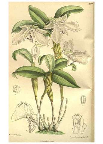 Reproducción/Reproduction 35133849964: Curtis's botanical magazine.. London ; New York [etc.] :Academic Press [etc.]
