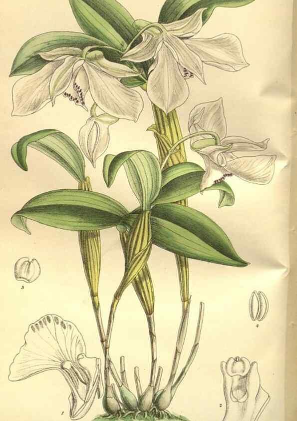 Reproducción/Reproduction 35133849964: Curtis's botanical magazine.. London ; New York [etc.] :Academic Press [etc.]
