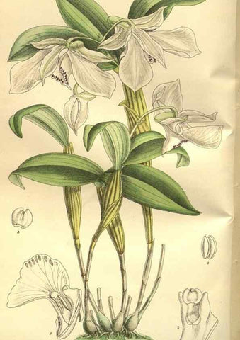 Reproducción/Reproduction 35133849964: Curtis's botanical magazine.. London ; New York [etc.] :Academic Press [etc.]