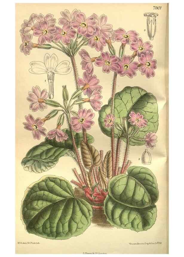 Reproducción/Reproduction 35841136761: Curtis's botanical magazine.. London ; New York [etc.] :Academic Press [etc.]