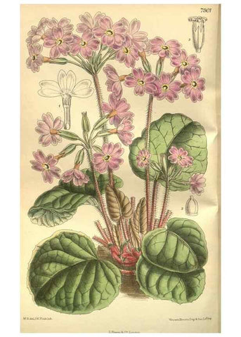 Reproducción/Reproduction 35841136761: Curtis's botanical magazine.. London ; New York [etc.] :Academic Press [etc.]