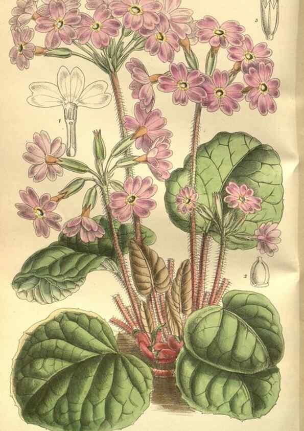 Reproducción/Reproduction 35841136761: Curtis's botanical magazine.. London ; New York [etc.] :Academic Press [etc.]