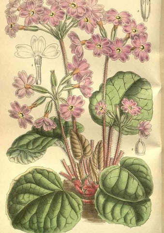 Reproducción/Reproduction 35841136761: Curtis's botanical magazine.. London ; New York [etc.] :Academic Press [etc.]