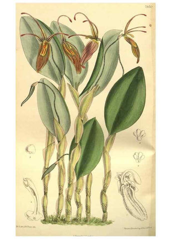Reproducción/Reproduction 35584794510: Curtis's botanical magazine.. London ; New York [etc.] :Academic Press [etc.]