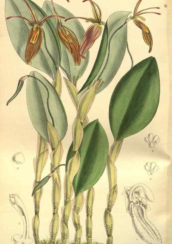 Reproducción/Reproduction 35584794510: Curtis's botanical magazine.. London ; New York [etc.] :Academic Press [etc.]