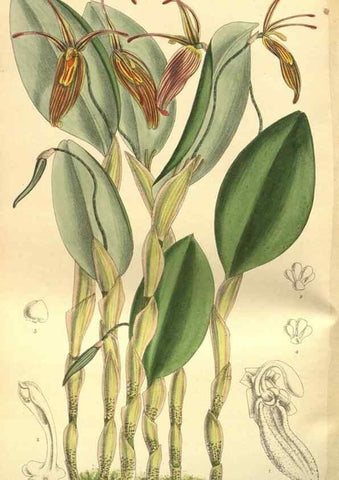 Reproducción/Reproduction 35584794510: Curtis's botanical magazine.. London ; New York [etc.] :Academic Press [etc.]