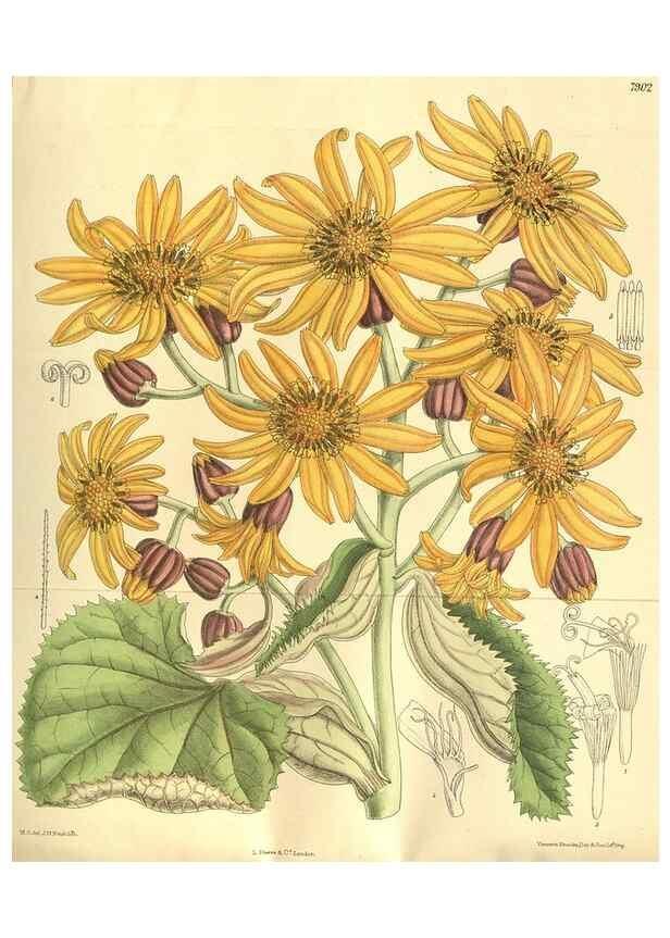 Reproducción/Reproduction 35841137951: Curtis's botanical magazine.. London ; New York [etc.] :Academic Press [etc.]