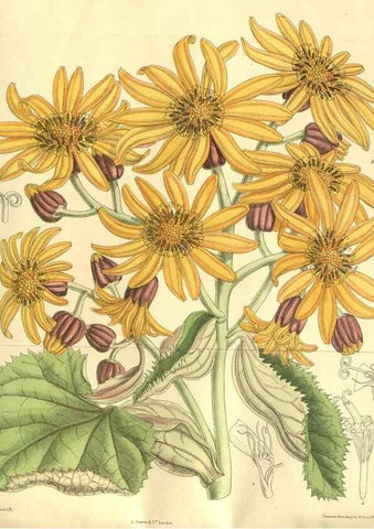 Reproducción/Reproduction 35841137951: Curtis's botanical magazine.. London ; New York [etc.] :Academic Press [etc.]