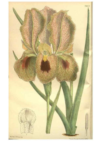 Reproducción/Reproduction 35841141641: Curtis's botanical magazine.. London ; New York [etc.] :Academic Press [etc.]