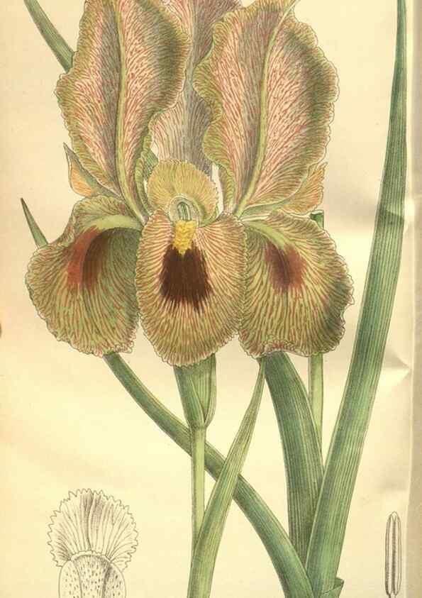 Reproducción/Reproduction 35841141641: Curtis's botanical magazine.. London ; New York [etc.] :Academic Press [etc.]