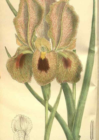 Reproducción/Reproduction 35841141641: Curtis's botanical magazine.. London ; New York [etc.] :Academic Press [etc.]