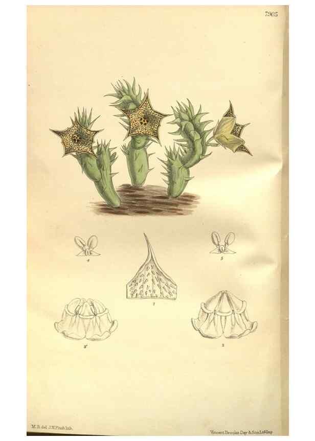 Reproducción/Reproduction 35163748763: Curtis's botanical magazine.. London ; New York [etc.] :Academic Press [etc.]