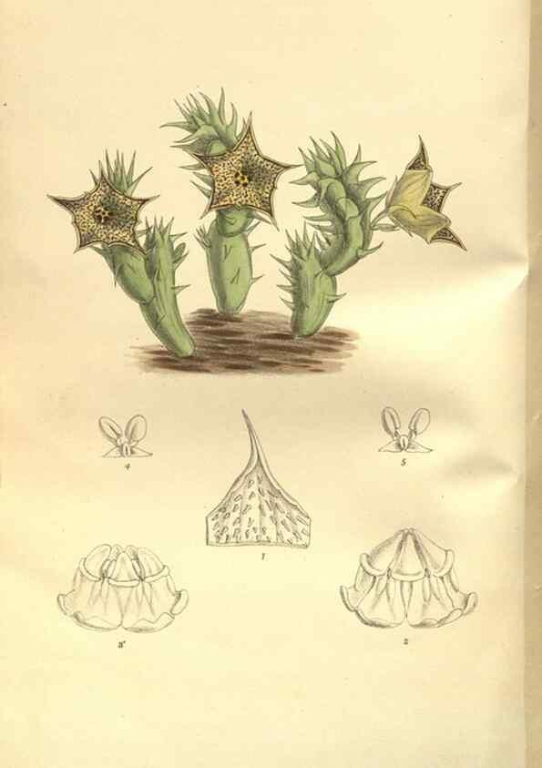 Reproducción/Reproduction 35163748763: Curtis's botanical magazine.. London ; New York [etc.] :Academic Press [etc.]