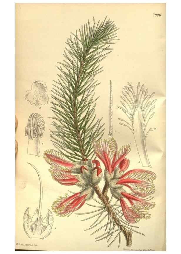 Reproducción/Reproduction 35841145121: Curtis's botanical magazine.. London ; New York [etc.] :Academic Press [etc.]
