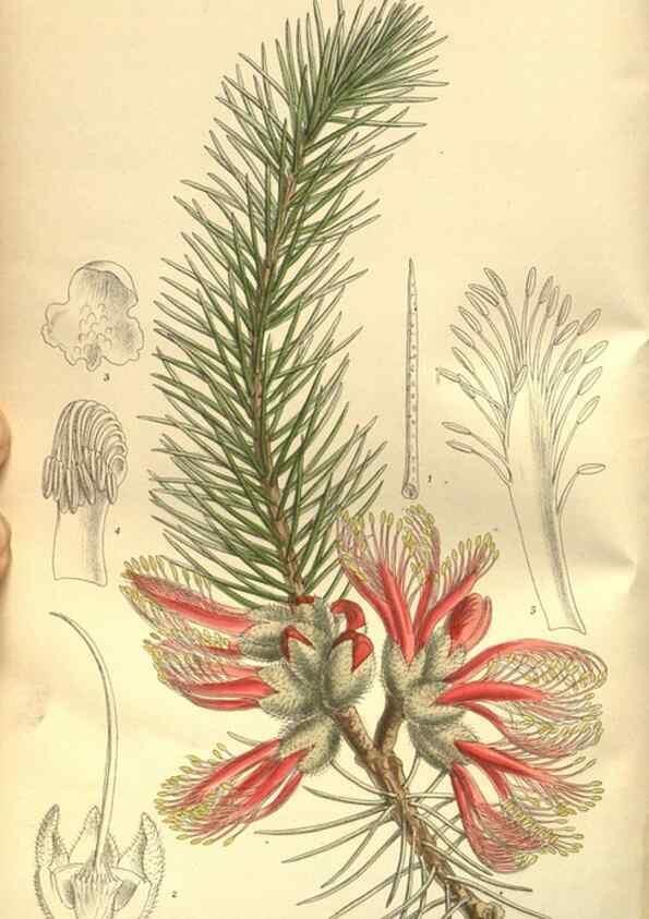 Reproducción/Reproduction 35841145121: Curtis's botanical magazine.. London ; New York [etc.] :Academic Press [etc.]
