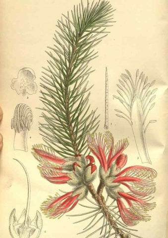 Reproducción/Reproduction 35841145121: Curtis's botanical magazine.. London ; New York [etc.] :Academic Press [etc.]