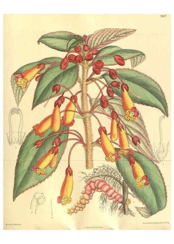 Reproducción/Reproduction 35133865234: Curtis's botanical magazine.. London ; New York [etc.] :Academic Press [etc.]