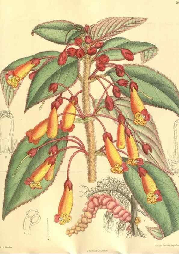 Reproducción/Reproduction 35133865234: Curtis's botanical magazine.. London ; New York [etc.] :Academic Press [etc.]