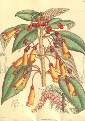 Reproducción/Reproduction 35133865234: Curtis's botanical magazine.. London ; New York [etc.] :Academic Press [etc.]