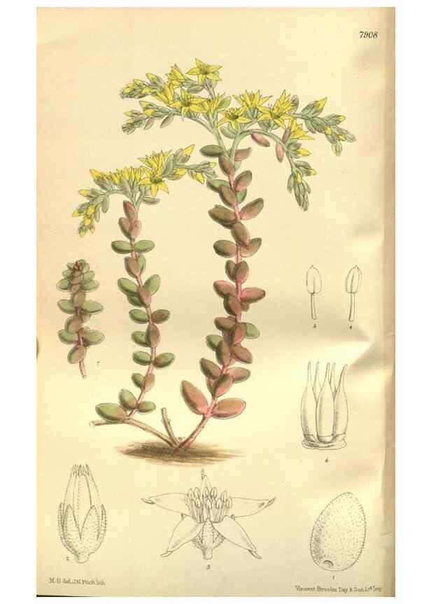 Reproducción/Reproduction 35584760130: Curtis's botanical magazine.. London ; New York [etc.] :Academic Press [etc.]