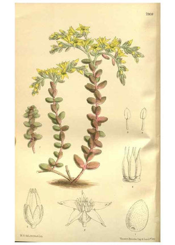 Reproducción/Reproduction 35584760130: Curtis's botanical magazine.. London ; New York [etc.] :Academic Press [etc.]