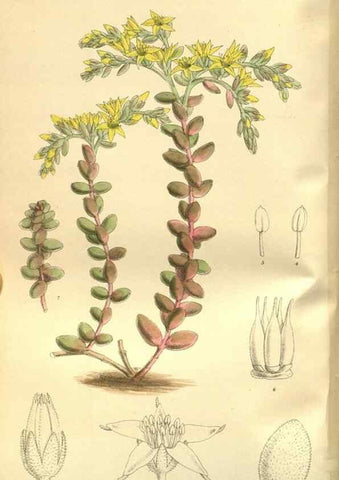 Reproducción/Reproduction 35584760130: Curtis's botanical magazine.. London ; New York [etc.] :Academic Press [etc.]
