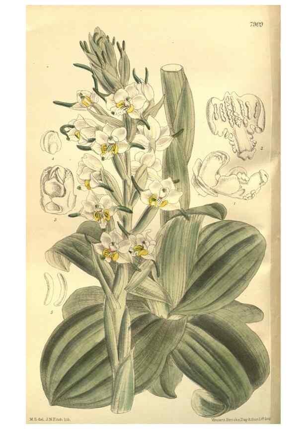 Reproducción/Reproduction 35584760920: Curtis's botanical magazine.. London ; New York [etc.] :Academic Press [etc.]
