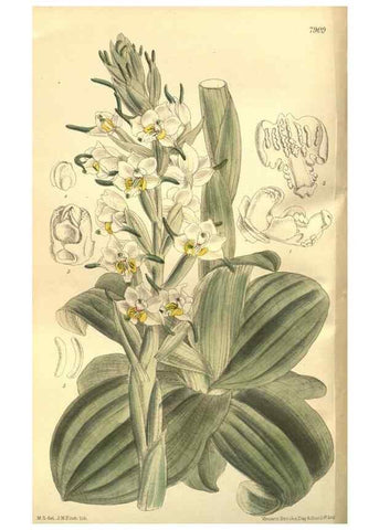 Reproducción/Reproduction 35584760920: Curtis's botanical magazine.. London ; New York [etc.] :Academic Press [etc.]