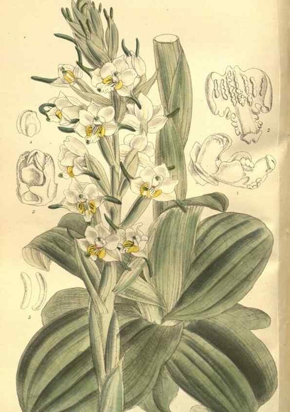 Reproducción/Reproduction 35584760920: Curtis's botanical magazine.. London ; New York [etc.] :Academic Press [etc.]