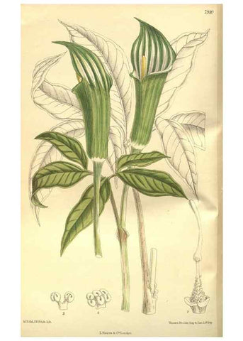 Reproducción/Reproduction 35584761890: Curtis's botanical magazine.. London ; New York [etc.] :Academic Press [etc.]