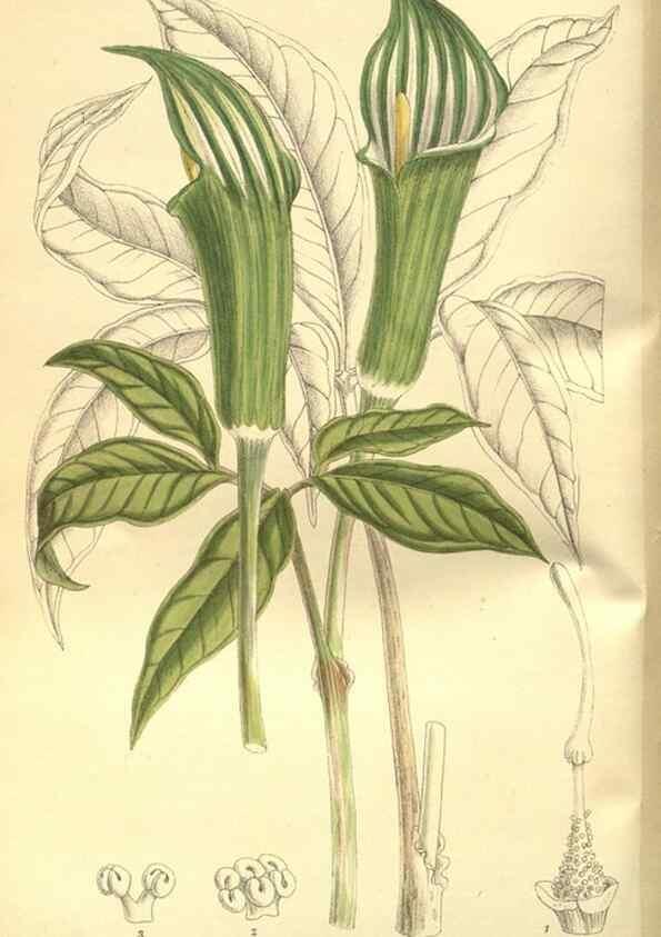Reproducción/Reproduction 35584761890: Curtis's botanical magazine.. London ; New York [etc.] :Academic Press [etc.]