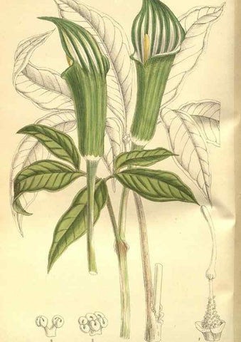 Reproducción/Reproduction 35584761890: Curtis's botanical magazine.. London ; New York [etc.] :Academic Press [etc.]