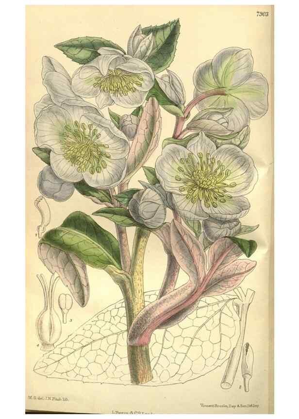Reproducción/Reproduction 35841139531: Curtis's botanical magazine.. London ; New York [etc.] :Academic Press [etc.]