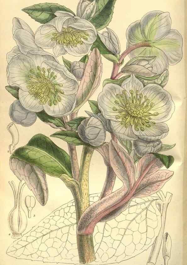 Reproducción/Reproduction 35841139531: Curtis's botanical magazine.. London ; New York [etc.] :Academic Press [etc.]