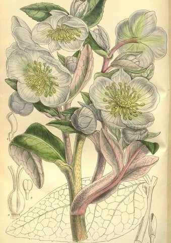 Reproducción/Reproduction 35841139531: Curtis's botanical magazine.. London ; New York [etc.] :Academic Press [etc.]
