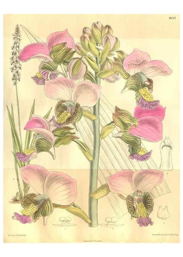 Reproducción/Reproduction 35974355195: Curtis's botanical magazine.. London ; New York [etc.] :Academic Press [etc.]